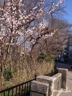 lonely sakura tree