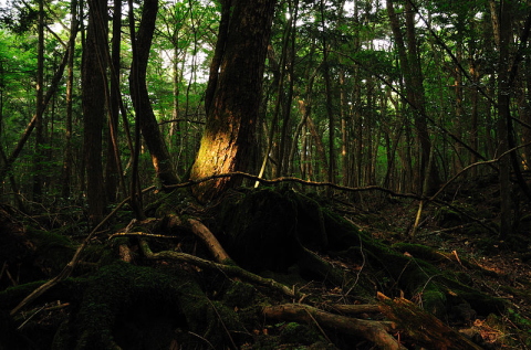 JAPAN - Aokigahara, the forest of suicides